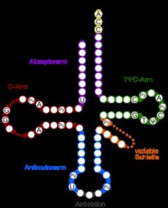 tRNA CCA Ende - Epigenetik und Gesundheit