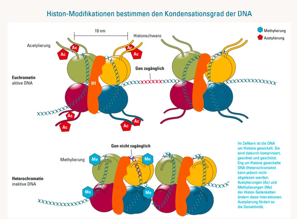 Histonmodifikation - HistonmoDifikation